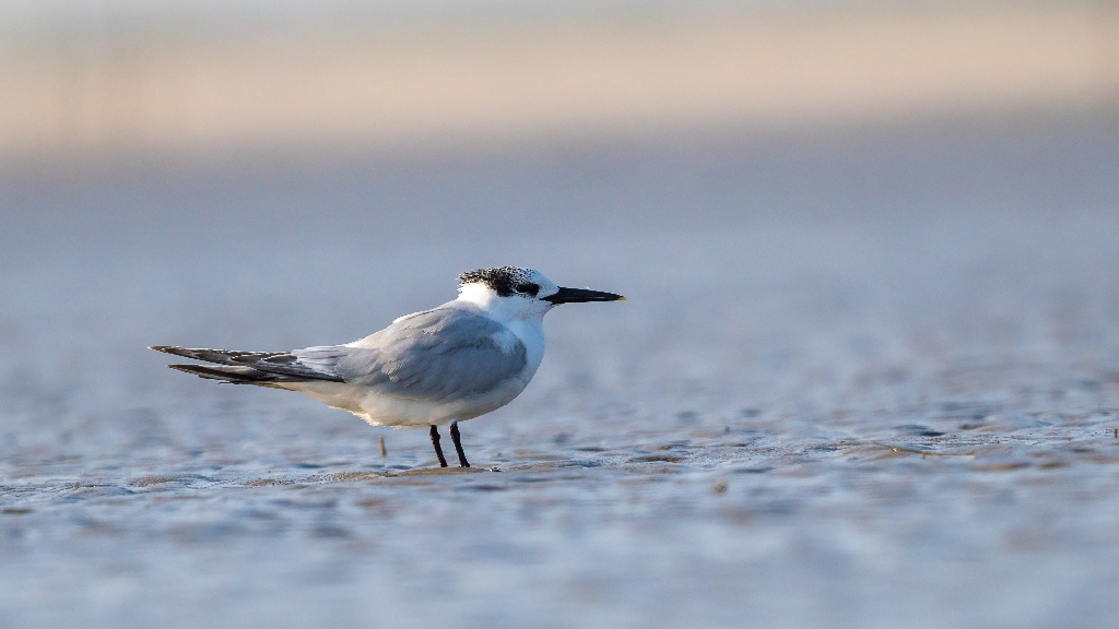 Sandwich Tern
